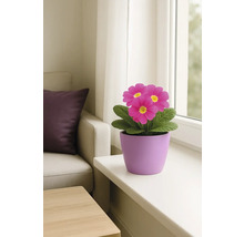 Primevère en pot sur un rebord de fenêtre dans une pièce lumineuse