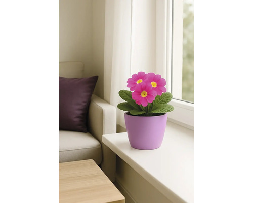 Primevère en pot sur un rebord de fenêtre dans une pièce lumineuse