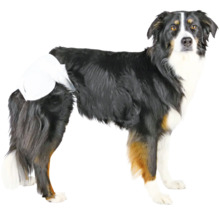 Australischer Schäferhund mit Inkontinenzwindel für Hunde