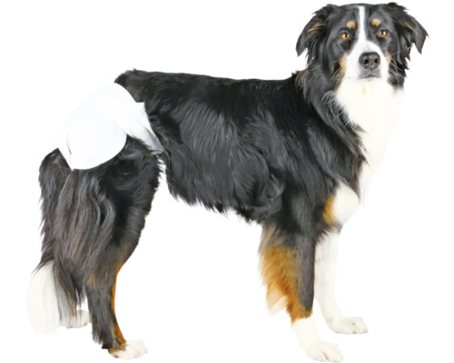 Australischer Schäferhund mit Inkontinenzwindel für Hunde