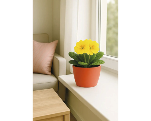 Gelbe Primel in einem Terrakottatopf auf einem Fensterbrett