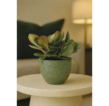 Zimmerpflanze in Topf auf einem Tisch