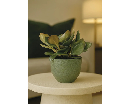 Zimmerpflanze in Topf auf einem Tisch