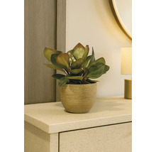 Zimmerpflanze in einem Topf auf einer Kommode