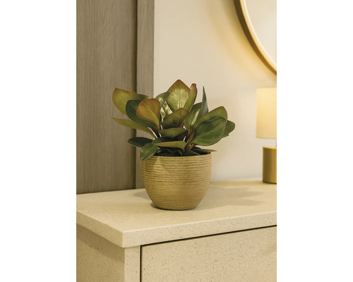 Zimmerpflanze in einem Topf auf einer Kommode