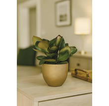 Zimmerpflanze mit grünen Blättern in einem Topf auf einem Tisch