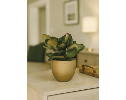 Zimmerpflanze mit grünen Blättern in einem Topf auf einem Tisch