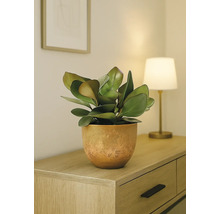 Zimmerpflanze in einem Topf auf einem Holzschrank