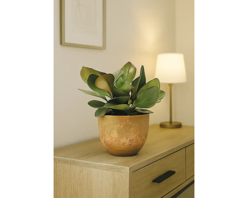 Zimmerpflanze in einem Topf auf einem Holzschrank