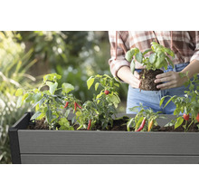Femme plantant du basilic dans une jardinière surélevée avec des plants de poivrons