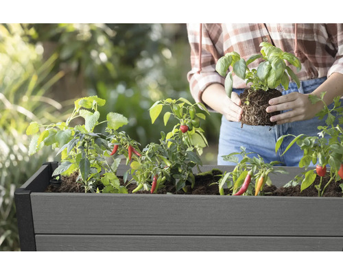 Femme plantant du basilic dans une jardinière surélevée avec des plants de poivrons