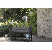 Jardinière surélevée avec plantes et arrosoir dans le jardin