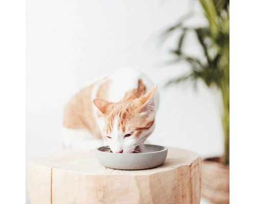 Un chat mange dans une gamelle sur une souche d'arbre.