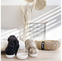 Deux chiens mangent dans des gamelles blanches dans une pièce lumineuse avec des éléments décoratifs.