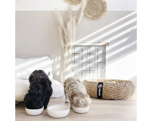 Deux chiens mangent dans des gamelles blanches dans une pièce lumineuse avec des éléments décoratifs.