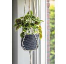 Plante suspendue dans un cache-pot tressé