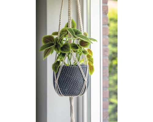 Plante suspendue dans un cache-pot tressé