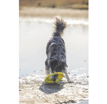 Ein Hund spielt mit einem gelben Frisbee-Ring im Wasser.