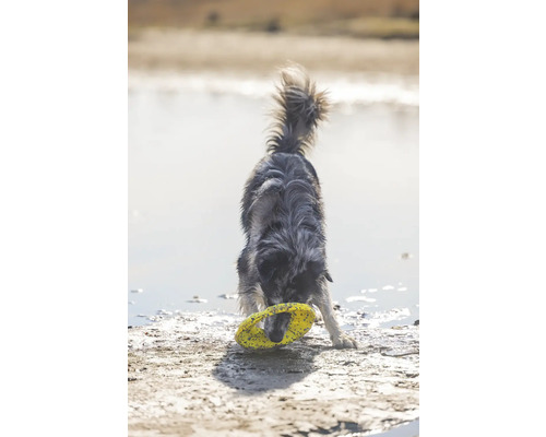 Ein Hund spielt mit einem gelben Frisbee-Ring im Wasser.
