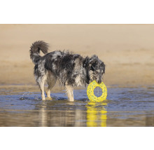 Ein Hund steht im Wasser und hält einen Spielzeugring im Maul.