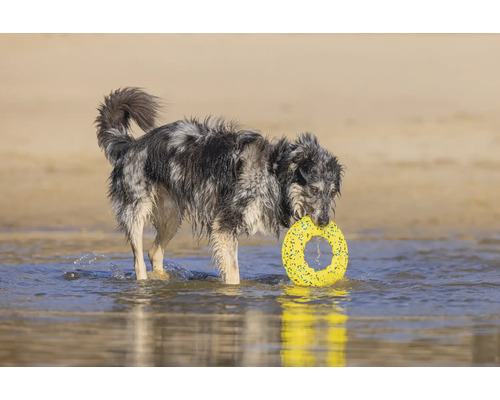Ein Hund steht im Wasser und hält einen Spielzeugring im Maul.
