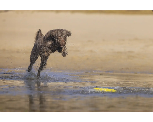 Ein Lagotto Romagnolo springt ins Wasser, um ein gelbes Frisbee zu fangen.