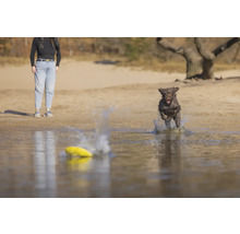 Ein Hund apportiert eine gelbe Frisbeescheibe im Wasser, während eine Person am Ufer steht.