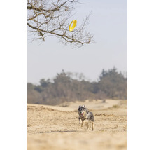 Hund jagt Frisbee im Freien