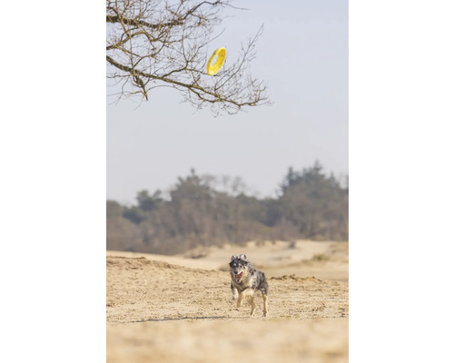 Hund jagt Frisbee im Freien