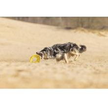 Hund rennt mit einem Spielzeugring im Maul am Strand