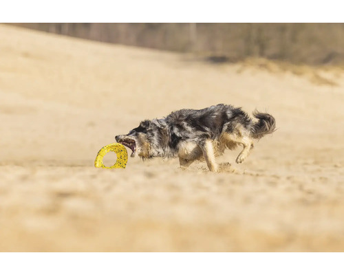 Hund rennt mit einem Spielzeugring im Maul am Strand