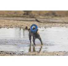 Pudel mit Hundespielzeug im Wasser