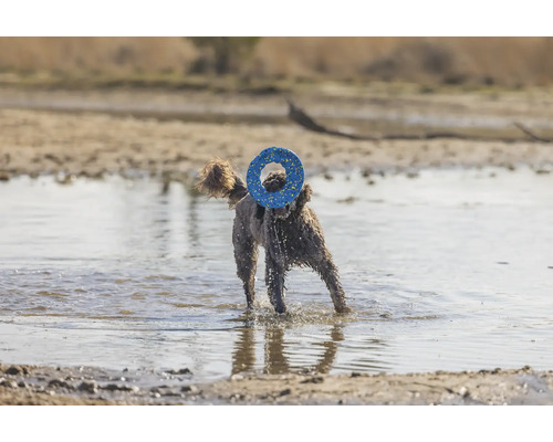 Pudel mit Hundespielzeug im Wasser