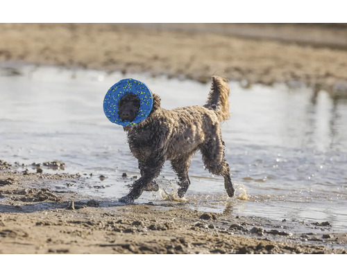 Ein Hund mit Frisbee am Strand.