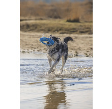 Ein Hund rennt mit einem Spielzeug im Maul durch das Wasser.