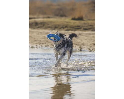 Ein Hund rennt mit einem Spielzeug im Maul durch das Wasser.