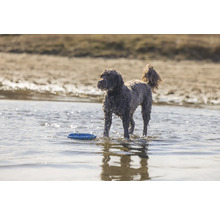 Ein lockiger Hund steht mit einer Frisbeescheibe im Wasser.