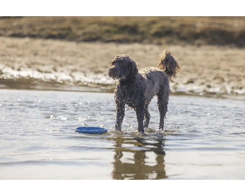 Ein lockiger Hund steht mit einer Frisbeescheibe im Wasser.