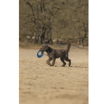 Ein Hund trägt einen Spielzeugring im Maul.
