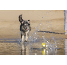 Ein Hund apportiert einen Ball im Wasser.