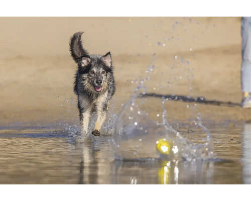 Ein Hund apportiert einen Ball im Wasser.