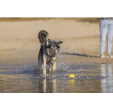 Ein Hund spielt mit einem gelben Ball im Wasser.