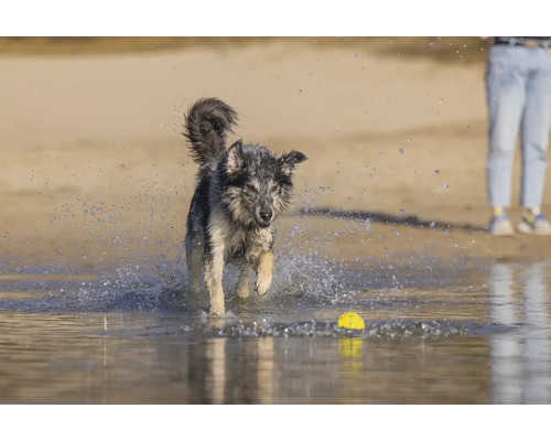 Ein Hund spielt mit einem gelben Ball im Wasser.