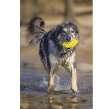 Ein Hund mit einem Spielzeug im Maul läuft durch das Wasser.