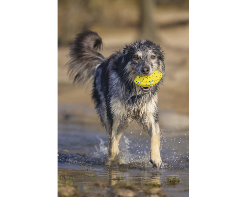 Ein Hund mit einem Spielzeug im Maul läuft durch das Wasser.