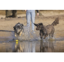 Zwei Hunde spielen im Wasser mit einem Ball.