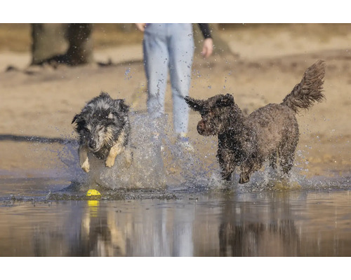 Zwei Hunde spielen im Wasser mit einem Ball.