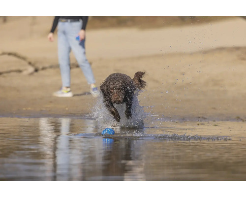 Ein Hund springt mit einem Ball im Maul durch das Wasser.