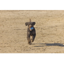 Ein Hund rennt mit einem Ball im Maul über einen Sandstrand.