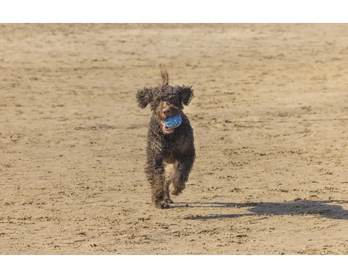Ein Hund rennt mit einem Ball im Maul über einen Sandstrand.